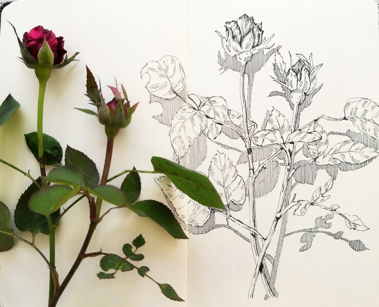 Botanical sketches