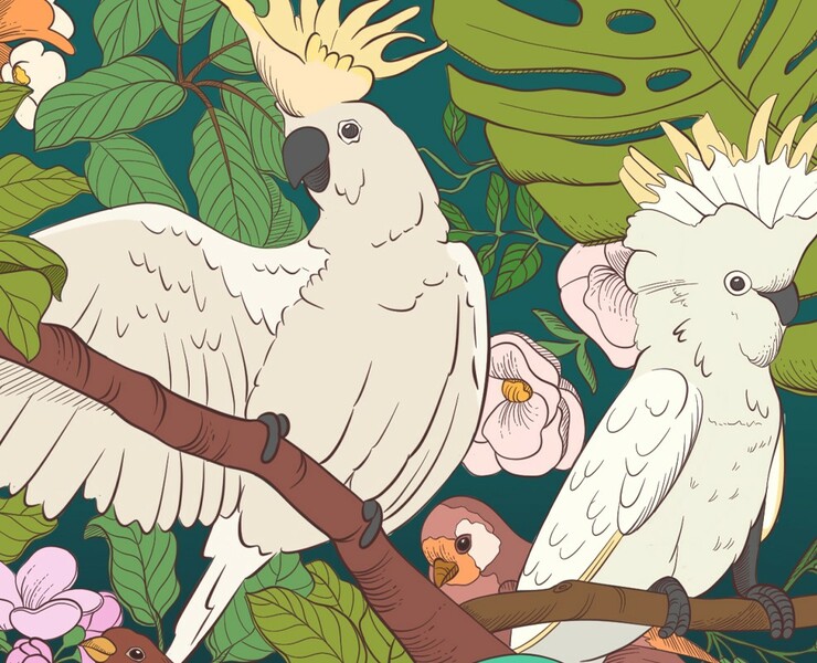 Packing/ Pattern/ Illustration